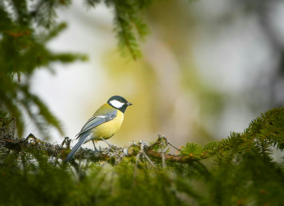 Best Bird Watching Locations in India for Nature Lovers & Travelers
