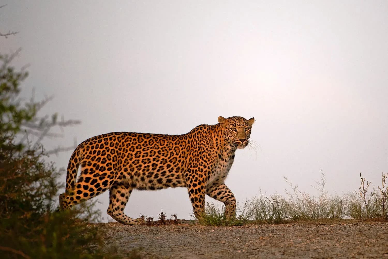 jawai leopard safari: a complete guide for wildlife enthusiasts